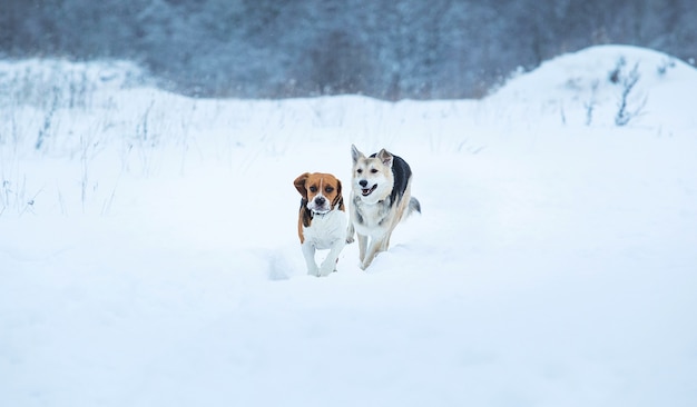 Beagle américain et chiens de berger de race mixte en cours d'exécution