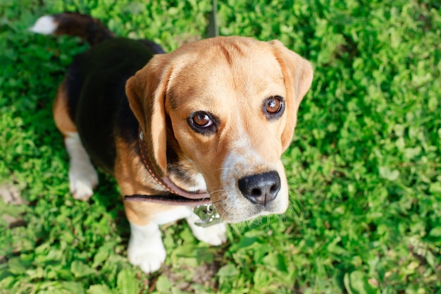 Beagle closeup portrait d'un jeune chien