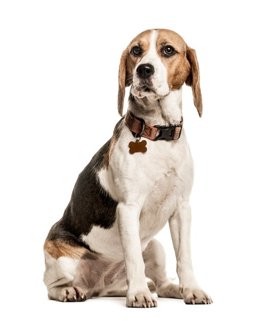 Beagle avec collier assis isolé