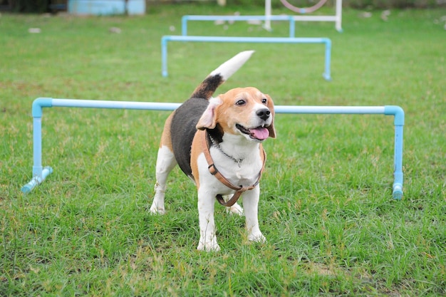 Beagle debout dans la cour de jeu avec action active