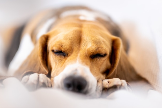 Beagle dormant sur le canapé