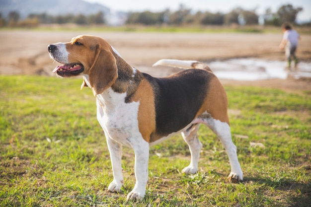 Beagle heureux sur l'herbe