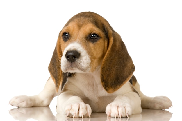 Beagle isolé sur blanc