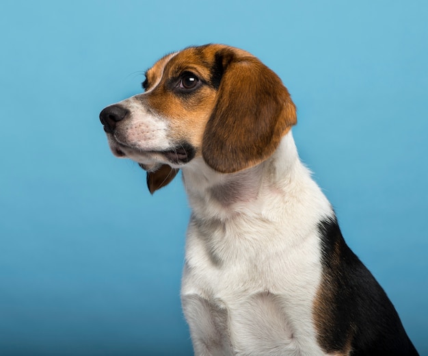 Beagle isolé sur fond bleu