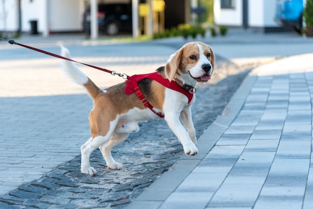 Beagle en laisse marchant dans la rue Le beagle tire la laisse car il veut renifler le buisson à proximité