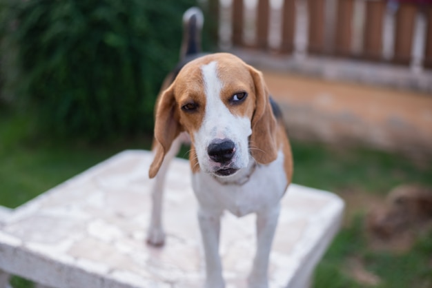 Beagle mignon chiot debout sur une table blanche