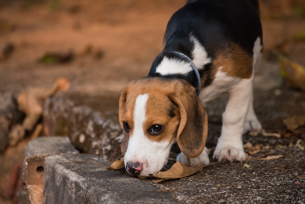 Beagle mignon chiot marchant sur le sol