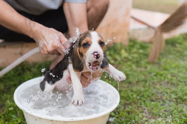 Beagle mignon chiot prenant une douche