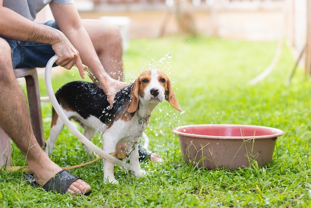 Beagle mignon chiot prenant une douche