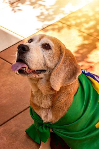 Beagle mignon avec des lunettes jaunes et un drapeau encourageant le Brésil à être le champion