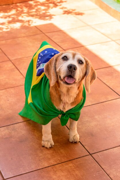 Beagle mignon avec des lunettes jaunes et un drapeau encourageant le Brésil à être le champion