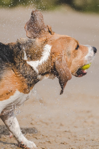 Photo beagle mouillé jouant avec une balle de tennis sur la plage