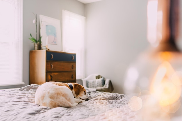 Le beagle se repose sur le lit dans la chambre.