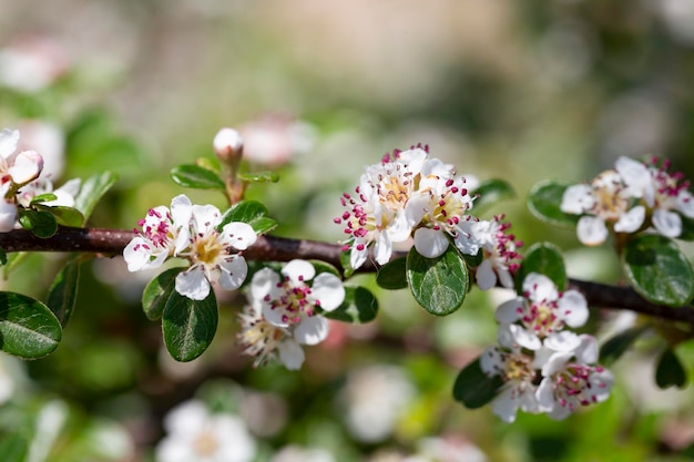 Bearberry cotoneaster Radicans fleur blanche nom latin Cotoneaster dammeri Radicans