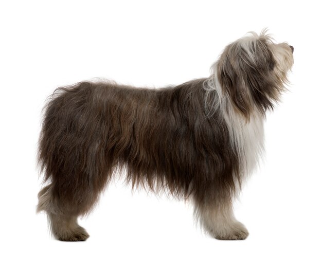 Bearded Collie, 3 ans, debout