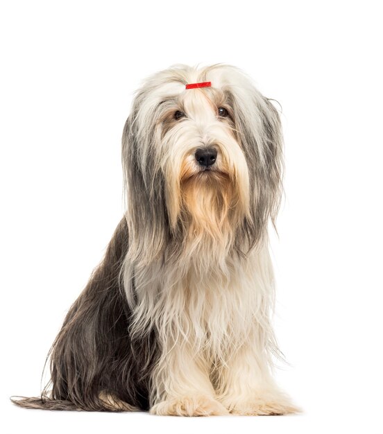 Bearded Collie assis en face de fond blanc