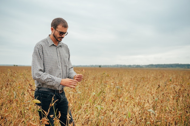 Beau agronome tient un ordinateur tablette tactile dans le champ de soja et examinant les cultures avant la récolte