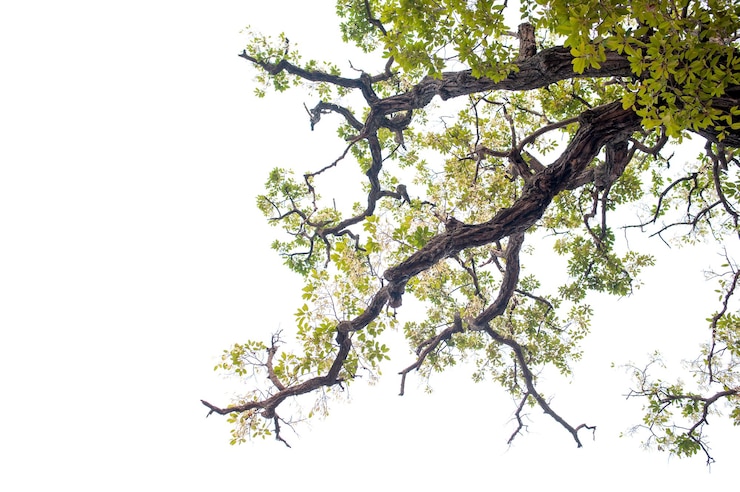 Photo beau arbre sur un fond blanc concept naturel