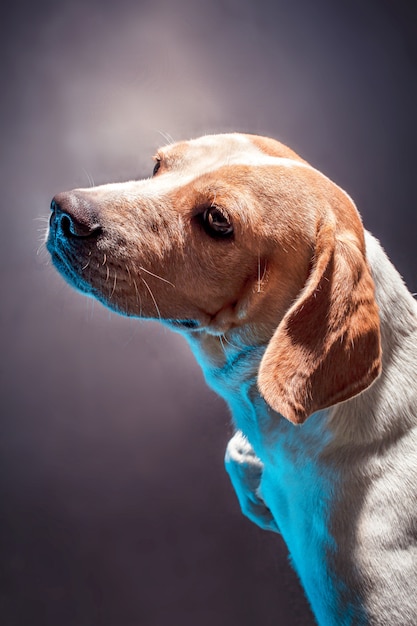 Photo beau beagle en studio tourné