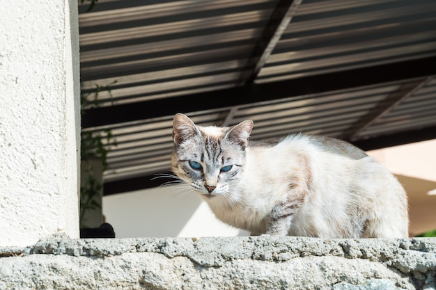 Beau beau chat errant se repose au soleil du matin perché sur un mur