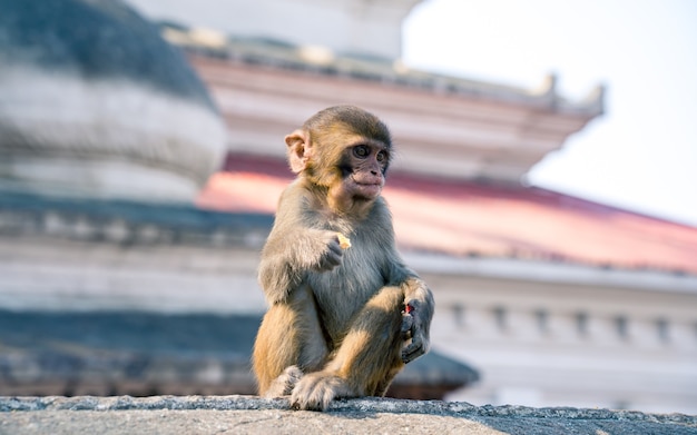 Beau bébé singe animal à Katmandou au Népal