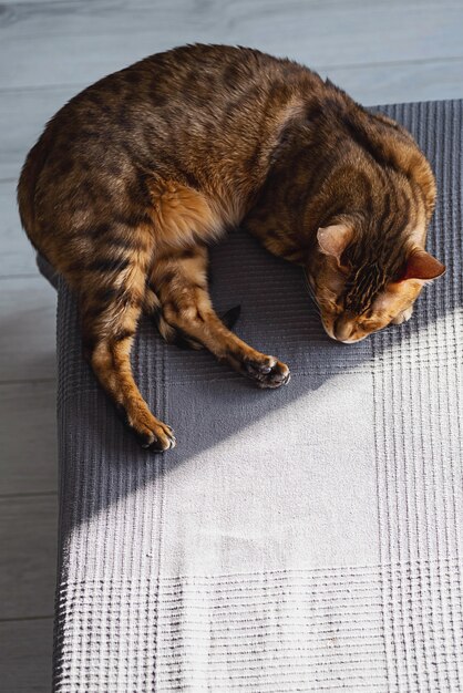 Beau bengalcat dort doux