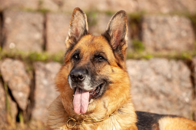 Beau berger allemand dans la nature en été