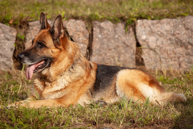 Beau berger allemand dans la nature en été