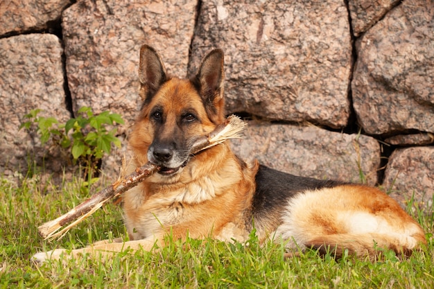 Beau berger allemand dans la nature en été