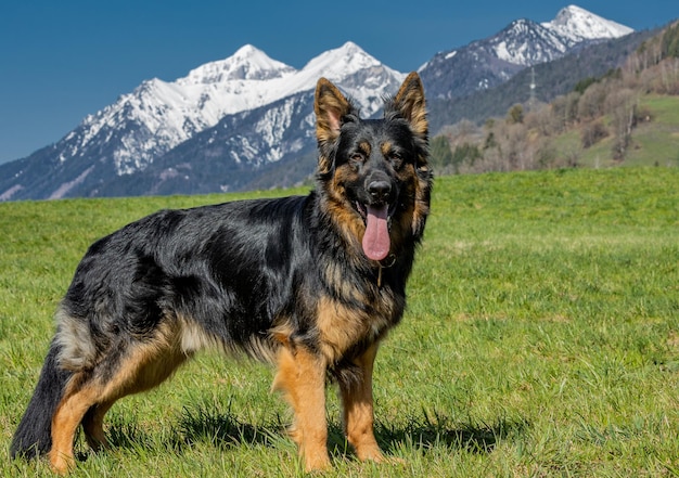 Beau berger allemand posant en arrière-plan de montagnes enneigées pittoresques