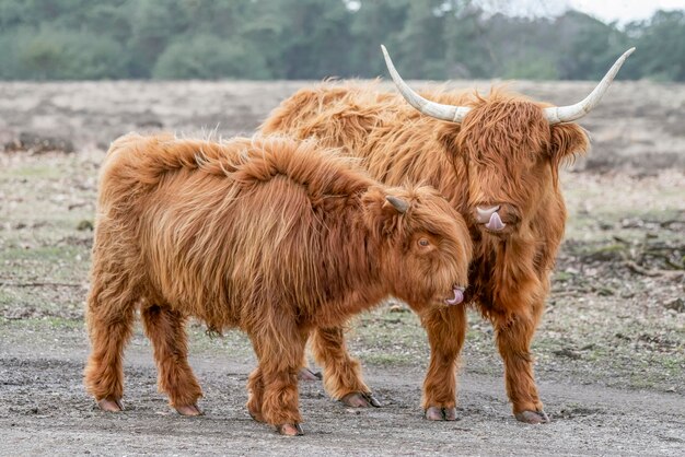 Beau bétail vache Highland avec veau (Bos taurus taurus) broutant dans le champ.