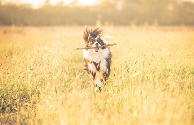 Beau border collie qui court dans l'herbe