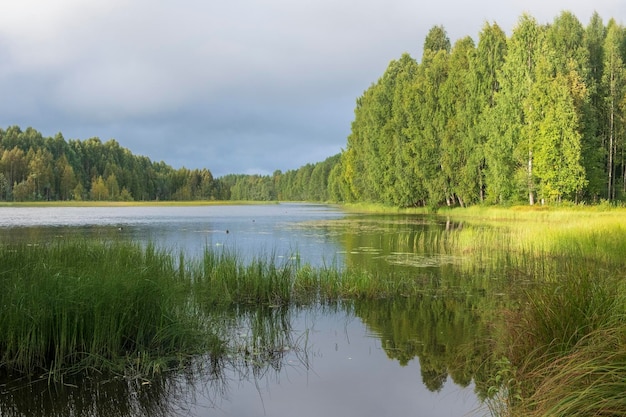 Beau bosquet de bouleaux sur la rive d'un lac bleu Paysage du nord d'été le soir