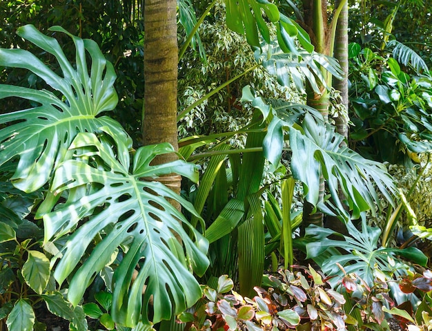 Beau bosquet de parc de la ville d'été avec des plantes subtropicales