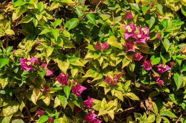 Beau bougainvillier en fleurs dans le jardin