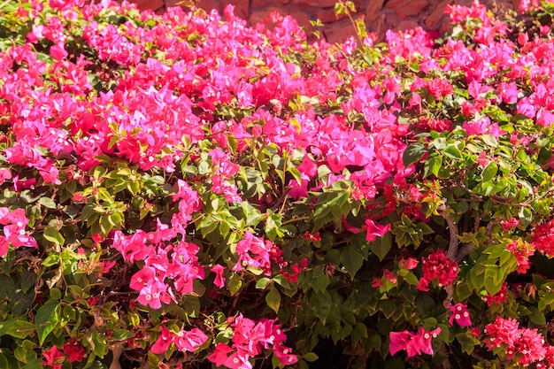 Beau bougainvillier en fleurs dans le jardin