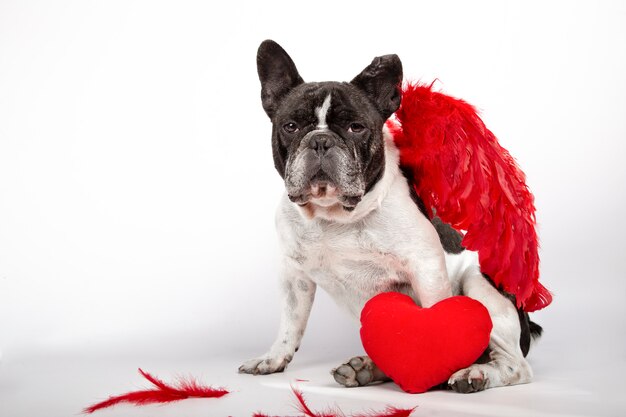 Beau bouledogue français assis sur fond blanc avec des ailes de plumes rouges pourpres sur le dos, des plumes sur le sol et un coeur rouge.