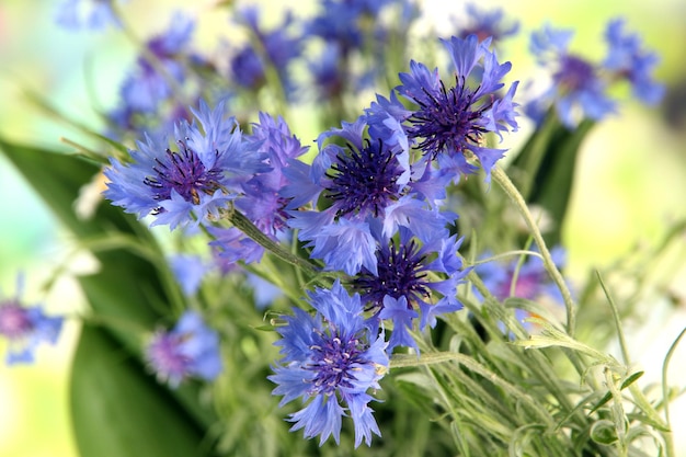 Beau bouquet de bleuets sur fond vert