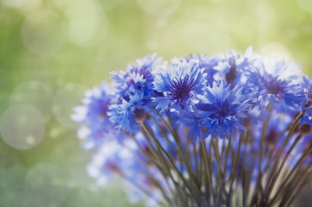 Beau bouquet de bleuets