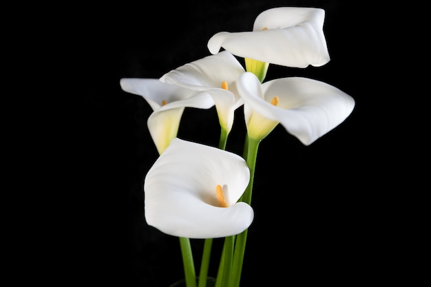 Beau bouquet de callas blancs sur une orientation horizontale noire