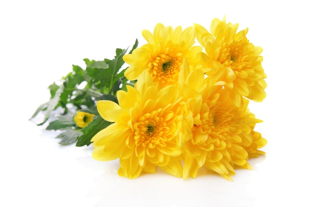 Beau bouquet de chrysanthème jaune isolé sur blanc