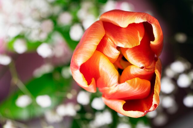 Beau bouquet de fleurs lumineux se bouchent