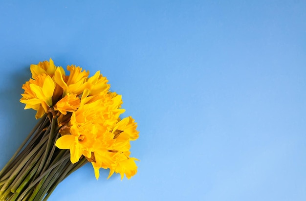 Beau bouquet de fleurs de narcisse jaune printanier ou de jonquilles sur fond bleu gros plan