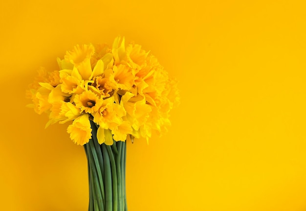 Beau bouquet de fleurs de narcisse jaune printanier ou de plantes de jonquille sur fond jaune vif