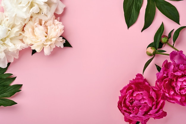 Beau bouquet de fleurs de pivoine rouge, rose et blanche sur fond rose, vue de dessus, espace de copie, mise à plat. Fond de Saint Valentin, mariage et fête des mères.