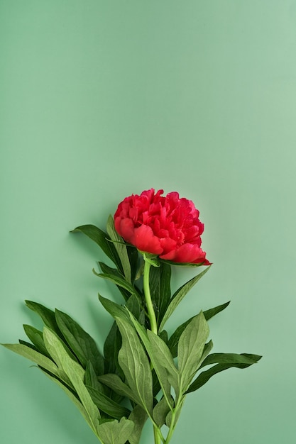 Beau bouquet de fleurs de pivoines rouges sur fond vert, vue de dessus, espace de copie, mise à plat. Saint Valentin, fond de fête des mères.