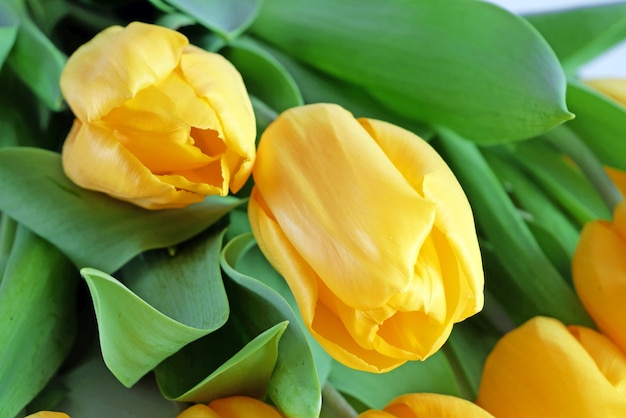 Beau bouquet de fleurs de tulipes jaunes