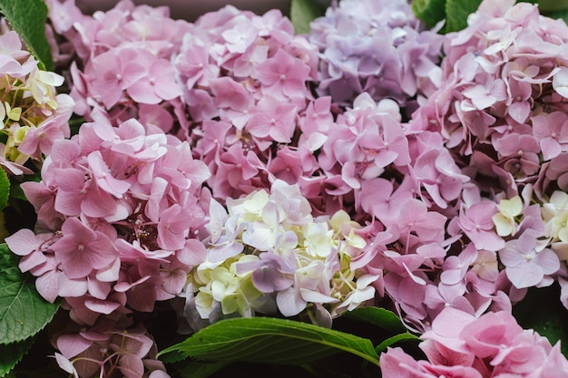 Beau bouquet d'hortensias en gros plan fleurs d'hortensias roses fond d'écran élégant bouquet frais fête des mères et arrangement de mariage