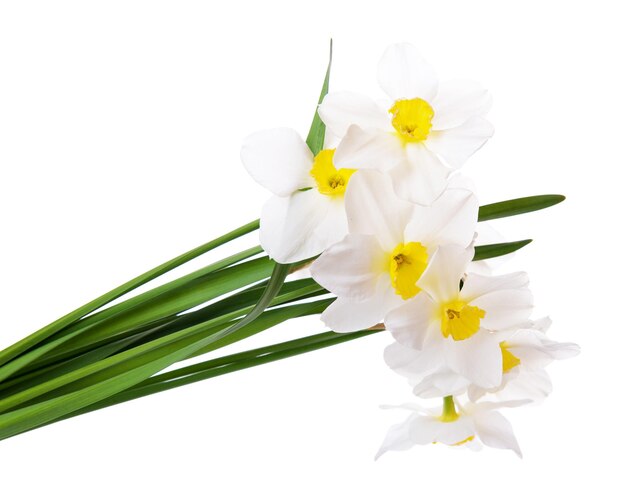 Beau bouquet de jonquilles isolé sur blanc