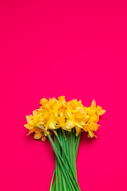 Beau bouquet de jonquilles jaunes sur fond rouge